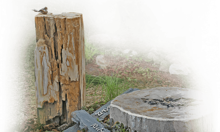 natuurlijk urnengraf versteend hout in inspiratietuin
