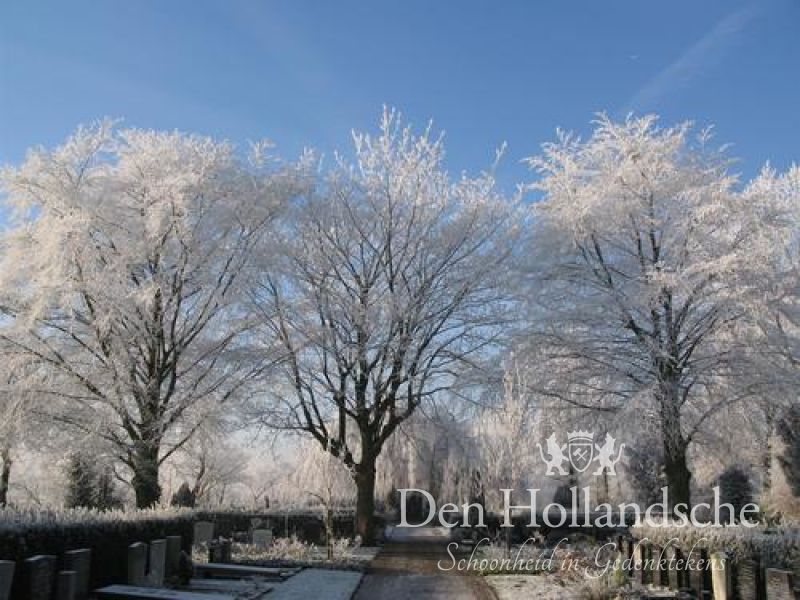 grafstenen Westzaan Westzaan