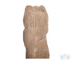 Versteend hout fossiel