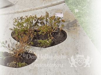 grafbeplanting-urnengraf-hartvormige-uitsparing.png