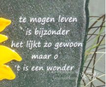Grafmonument van glas met een zonnebloem foto 2