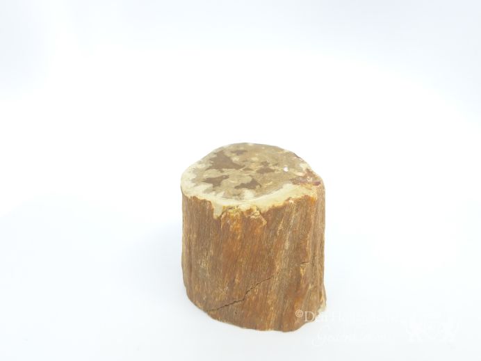 Mini urn van versteend hout - 3851 foto 1