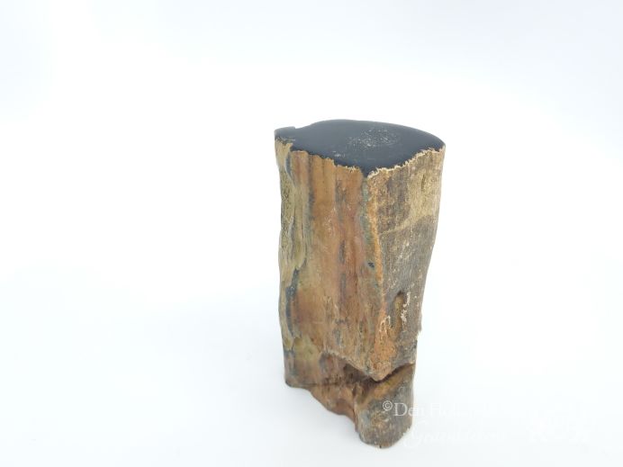 Mini urn van versteend hout - 3853 foto 1