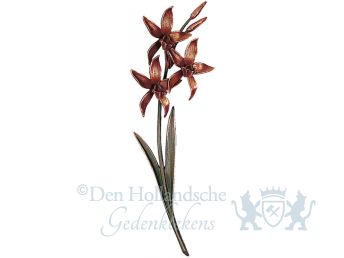 Orchidee 