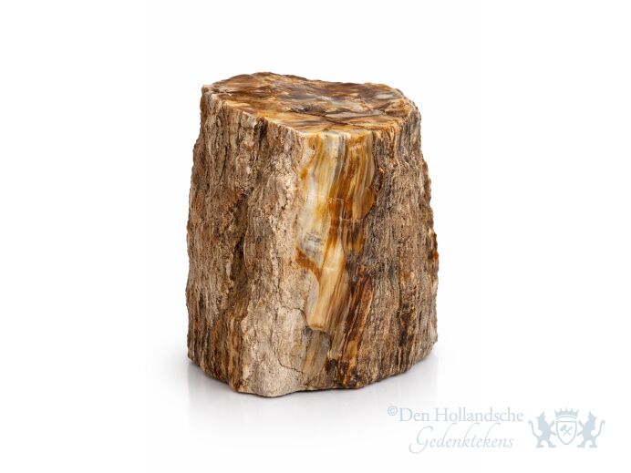 Versteend hout fossiel met gepolijst vlak foto 1