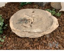 Versteend hout fossiel met gepolijst vlak foto 1