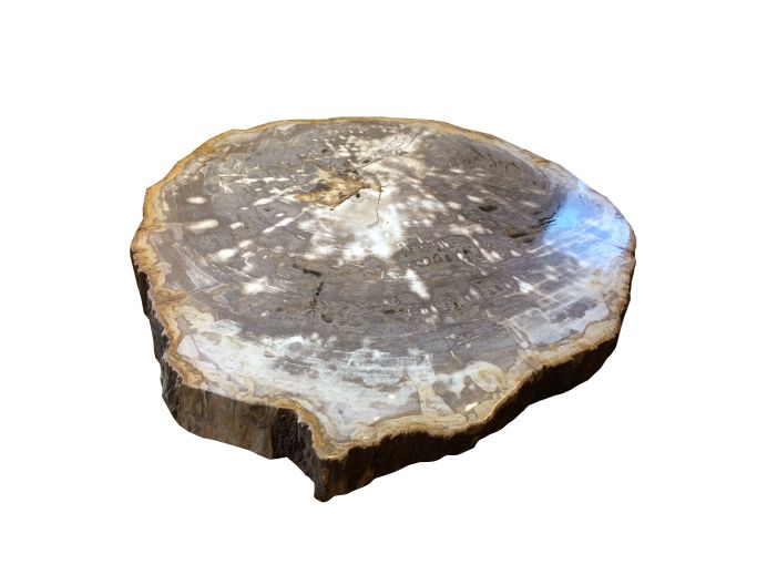 Versteend hout fossiel schijf met gepolijst vlak foto 1