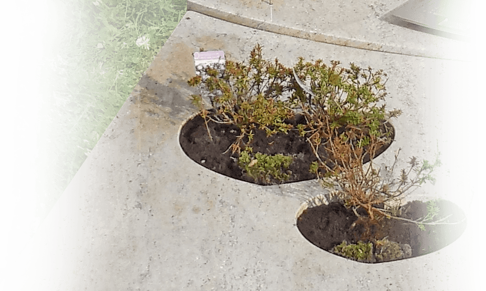 grafbeplanting urnengraf met bloemen